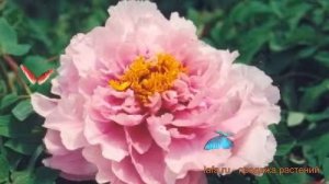 Пион древовидный Песня дождя (paeonia suffruticosa) ? обзор: как сажать, саженцы пиона Песня дождя