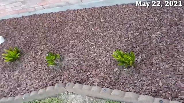 Frozen Curly Red Crotons - Slow Road to Recovery смотреть онлайн