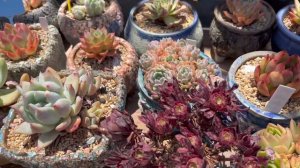 Succulents Nursery Tour | Shiyi Succulent Garden | Chino, CA