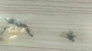 Кампонотус париус (Camponotus parius) Экзотический вид муравьев. Муравьи дома. Муравьиная ферма.