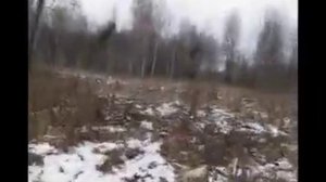 охота на зайца с русскими гончими