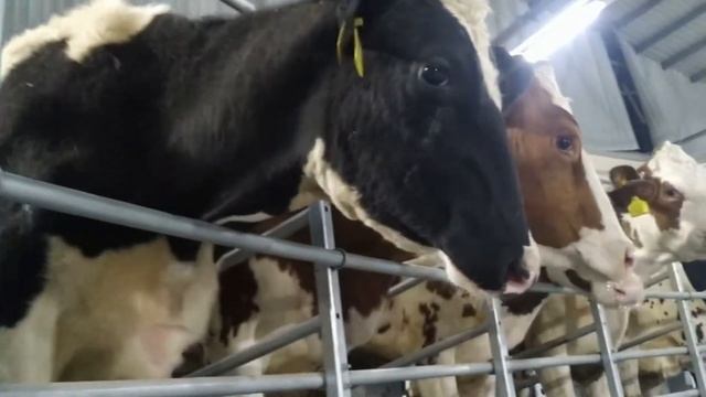 Инновационная Ферма в Узбекистане 2022 запускали