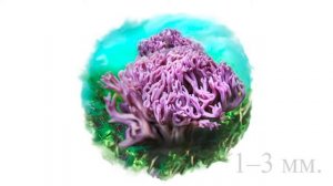 Красная книга Архангельской области. Грибы.