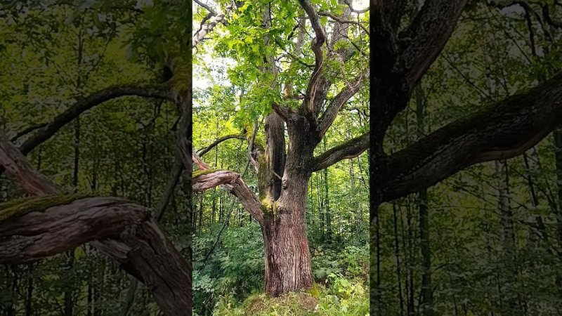 Старейший редкий дуб Ивановской области