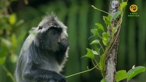 Планета джунглей / Jungle Planet Серия 11 Лунные джунгли / The Forests of the Moon