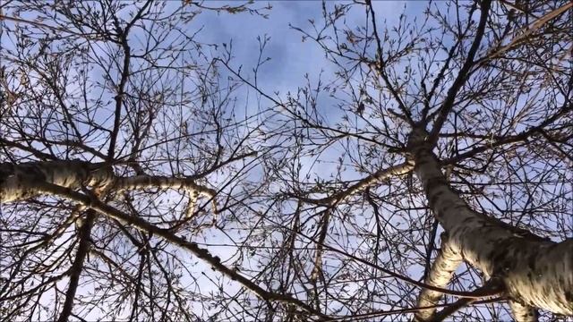 Downy Birch (Betula pubescens) - canopy - January 2018 смотреть онлайн