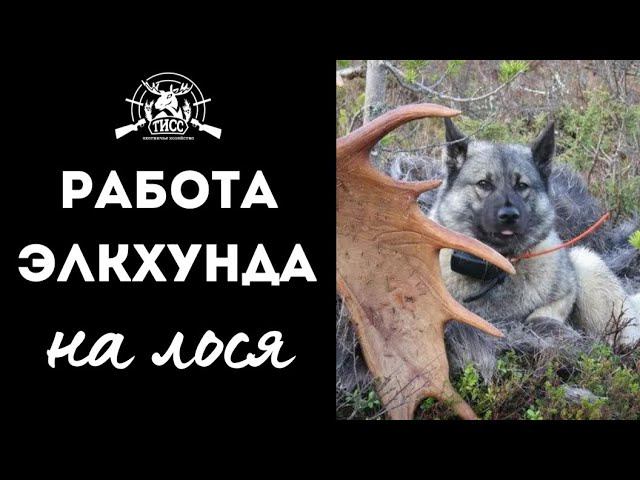 ОХОТА С НОРВЕЖСКОЙ ЛОСИНОЙ ЛАЙКОЙ (ЭЛКХУНД) // ТИСС
