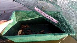 Ловля Раков! Тест Раколовок от Подписчика Николая Тихомирова!