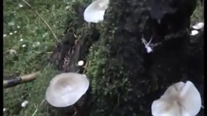 ?Грибы Моховики. Свинушки - Кобылки.