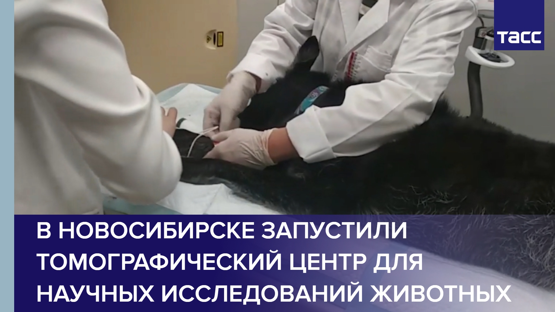 В Новосибирске запустили томографический центр для научных исследований животных