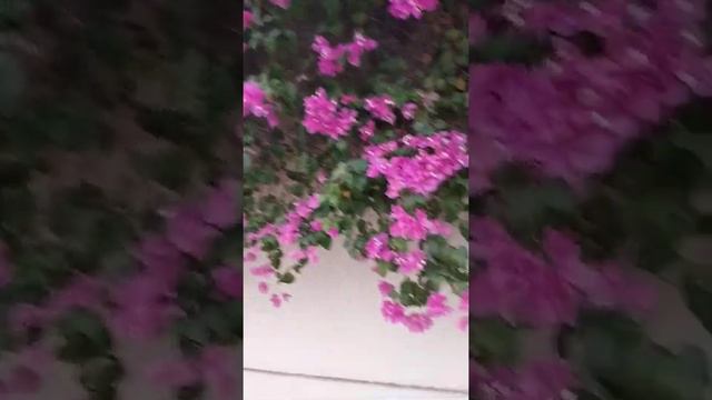 PINK. BOUGAINVILLEA