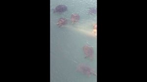 Турция 2024. Сиде. “SEHER SUN PALACE RESORT & SPA” 5 звезд.