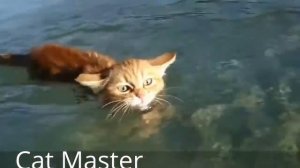 Funny Cats Cat Master