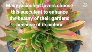 crassula capitella/crassula campfire Plant care tips