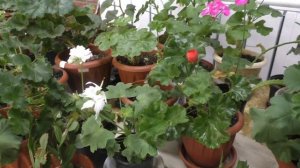 Сок алоэ для комнатных растений