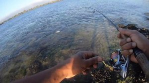Trevallies on DUO DC7 and DUO Realis Pencil 65