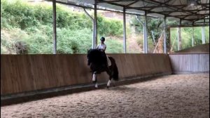 PRE Stallion ERMITAÑO