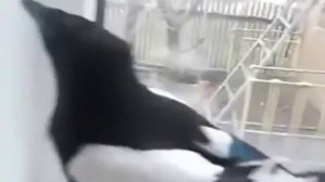 Приколы с животными 2016. Смех до слез. Петух смеется. Коза смеется. Сорока смеется. Fun animals