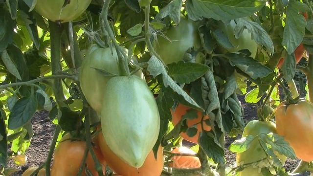 О сортах КНЯГИНЯ и РАДУНИЦА Работы на томатах смотреть онлайн