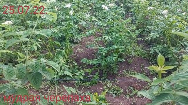 ПОСЫЛКА С САЖЕНЦАМИ КОМПАНИИ "БЕККЕР" смотреть онлайн