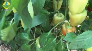 Выращивание гибрида сладкого перца Фламинго F1 - Flamingo F1 в теплице (30.05.2016)