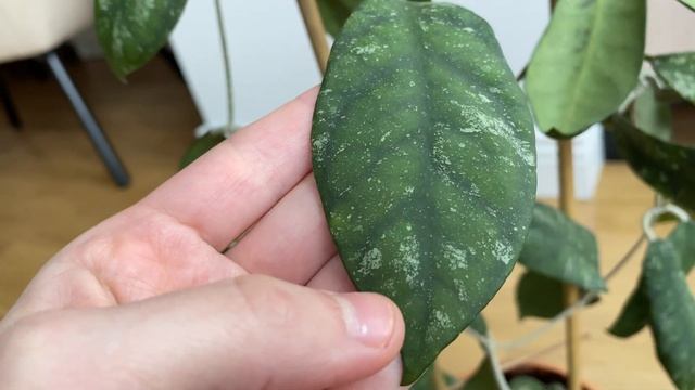 Обзор хойи с живописными листьями - Hoya Corneri смотреть онлайн