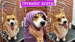 Груминг Корги - посетил салон красоты для собак