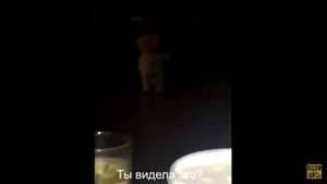 Животные Видят Нечто Ужасное | Страшные Видео с Животными Ч.2
