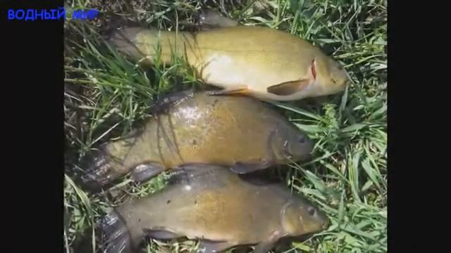 Линь. Описание, места обитания, возраст, размеры, непрест и ловля Линя смотреть онлайн