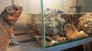 Крабы с Черного моря в аквариуме с морской водой и Агама