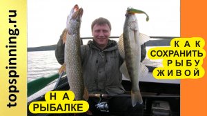 Как сохранить рыбу живой на рыбалке