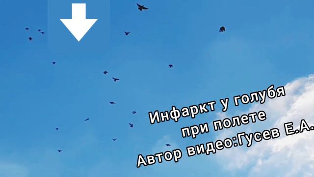 Инфаркт у голубя,при полете (Автор видео: Гусев Е.А. г.Енакиево) смотреть онлайн