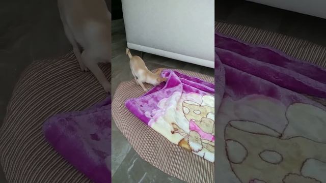 Собака для охраны дома. Чихуахуа Мия.
