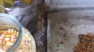 Супер наживка на карпа и амура! ФЕРМЕНТИРОВАНАЯ КУКУРУЗА ?