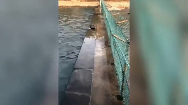 #коты #приколы #cat Приколы с котами,собаками и другими #2 Jokes with cats, dogs and other animals смотреть онлайн