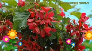 Клен татарский. Краткий обзор, описание характеристик, где купить саженцы, крупномеры acer tataricu