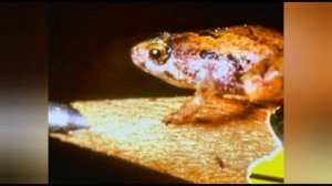 Самая маленькая лягушка в мире