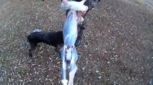 быстрая разделка зайца