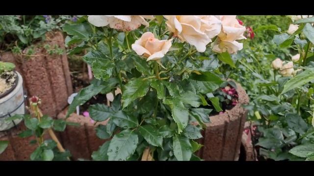 Сладкая любовь фантастическая парфюм роза #ChandosBeauty от #Harkness смотреть онлайн