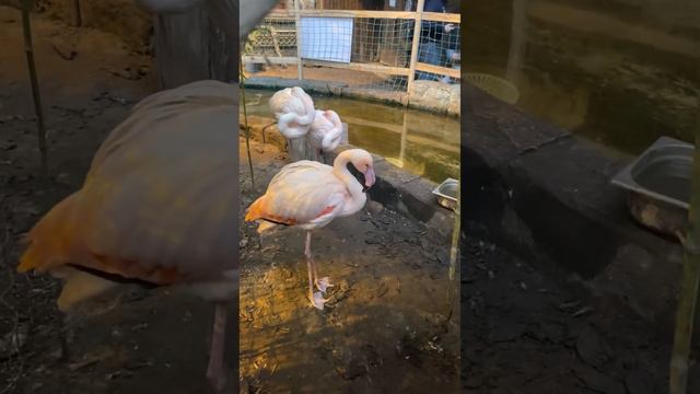 Мы с Мией в сафари парке в Краснодаре смотреть онлайн