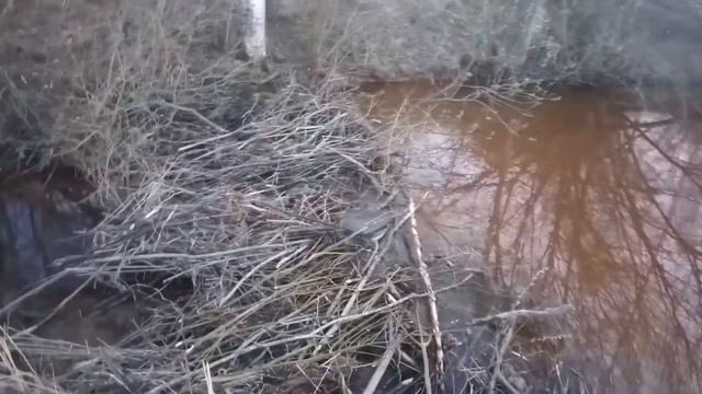 Как мы нашли бобриные плотины. смотреть онлайн