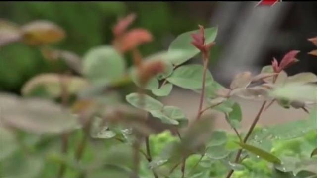 Заболевания и вредители роз. Борьба с ними смотреть онлайн