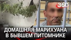 "Листок убирал, и всё": мигранты выращивали марихуану