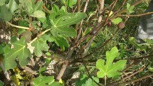 Сорт инжира для южных областей .