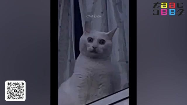ТЕСТ НА ПСИХИКУ.  Смешные Коты Собаки и Другие Животные.  Смотри и Поднимай Настроение