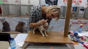 Девон Рекс - Удивительная Внешность и Дружелюбный Характер | Породы КОШЕК