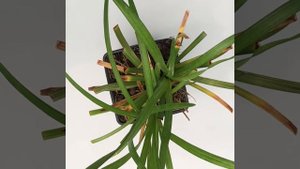 Liriope Muscari Big Blue