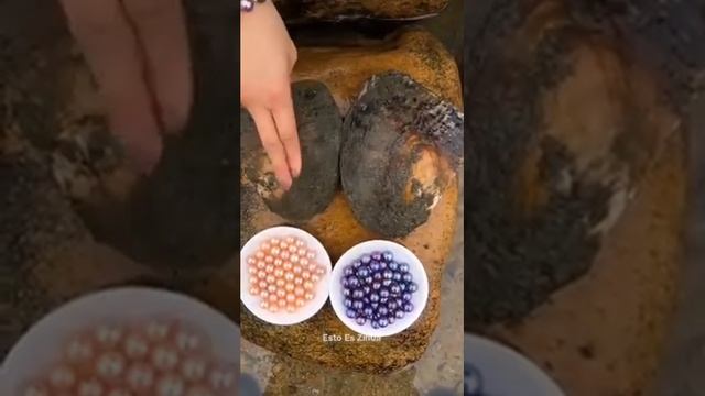 Вот как добывают жемчуг. Какой ценой добывают жемчужину