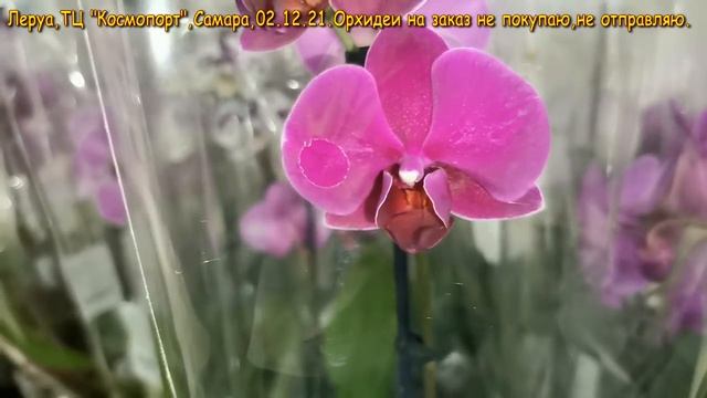 Леруа:ЗАВОЗ прекрасных ОРХИДЕЙ,02.12.21,ТЦ "Космопорт",Самара,ул. Дыбенко,30. смотреть онлайн