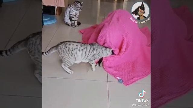 Забрали котят у один остался 😂🤣